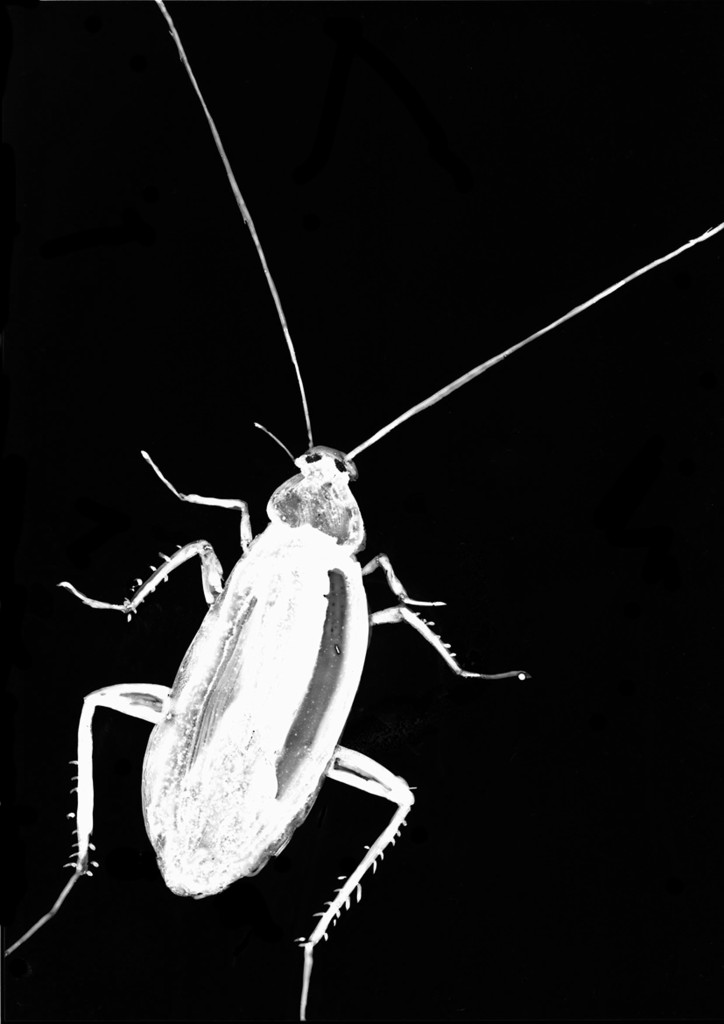 Roach (small jpg)